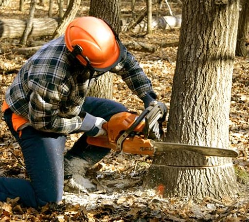 Tree Removal in Shelburn, IN